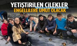 Manisa’da yetiştirilen çilekler yüzlerce hayata dokunacak!