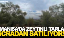 Manisa’da zeytinli tarla icradan satılıyor... İşte biçilen değer!