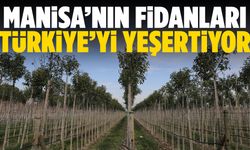 Manisa’nın fidanları Türkiye’yi yeşertiyor