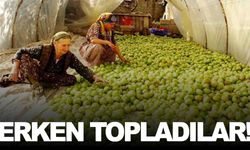 Manisalı üreticiler ürününü kırağıdan bu yolla kurtardı!