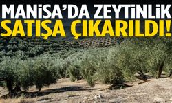 Manisa’da zeytinlik satışa çıkarıldı!