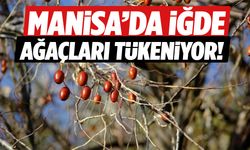 Manisa’da iğde ağaçları tükeniyor! Fiyatı 200 TL’ye dayandı!