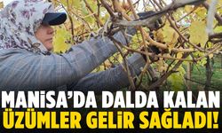 Manisa’da dalda kalan üzümler kazanç sağladı!