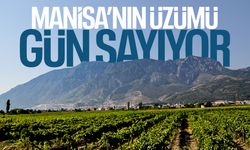 Manisa'nın üzümü gün sayıyor