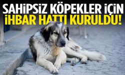 Manisa’nın ilçesinde sahipsiz köpekler için ihbar hattı kuruldu