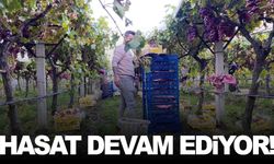 Sarıgöl’de üzüm hasadı devam ediyor: Manisa üzümleri sofraları süslüyor