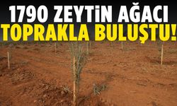 Manisa’da 1790 zeytin ağacı toprakla buluştu