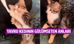 Yavru kedinin gülümseten anları