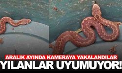 Yılanlar da uykuya yatmadı... Aralık ayında kameraya takıldı!