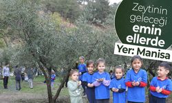 Zeytinin geleceği emin ellerde