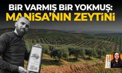 Bir varmış bir yokmuş: Manisa’nın zeytini