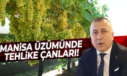 Manisa üzümünde tehlike çanları çalıyor!