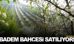 Manisa’da badem bahçesi icradan satışa çıkarılıyor!