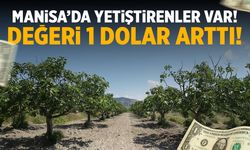 Manisa'da yetiştirenler var! Değeri 1 dolar arttı...