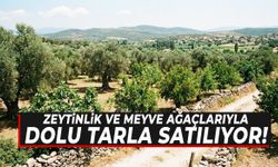 Manisa’da zeytinlik ve meyve ağaçlarıyla dolu tarla satılıyor!