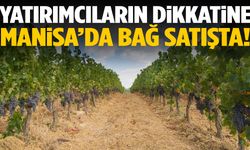 Manisa’da bağ satışa çıkarıldı!