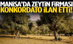 Manisa’da zeytin firması konkordato ilan etti!