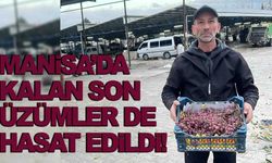 Manisa’da kalan son üzümler de hasat edildi! 2025 sezonu kapandı!