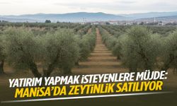 Yatırım yapmak isteyenlere müjde: Manisa’da zeytinlik satılıyor!