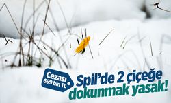 Spil'de bu 2 çiçeğe dokunmak yasak!