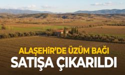 Alaşehir’de üzüm bağı satışa çıkarıldı