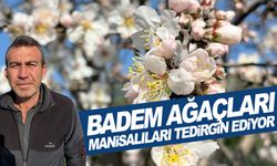 Badem ağaçları Manisalıları tedirgin ediyor