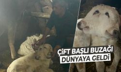 Görenleri şaşkına çevirdi! Çift başlı buzağı dünyaya geldi