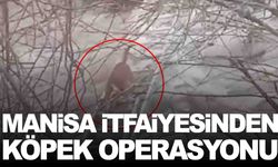 Manisa itfaiyesinden köpek operasyonu… Derede mahsur kalmıştı