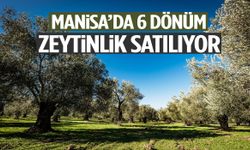 Manisa’da 6 dönüm zeytinlik satılıyor!