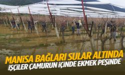 Manisa’da bağlar göle döndü! İşçiler çamurun içinde ekmek peşinde