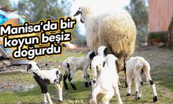 Manisa'da bir koyun beşiz yavruladı