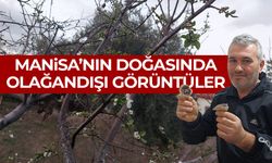 Manisa'da olağandışı görüntüler