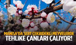 Manisa’da üreticiye kritik uyarı: Sert çekirdekli meyvelerde tehlike çanları!