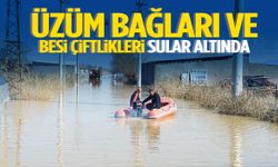 Manisa’da üzüm bağları ve besi çiftlikleri sular altında kaldı!