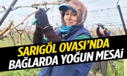 Sarıgöl Ovası’nda bağlarda yoğun mesai