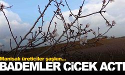 Manisa’da badem ağaçları kış ortasında çiçek açtı