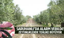 Saruhanlı’da alarm verildi! Zeytinliklerde tehlike büyüyor…