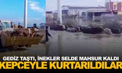 Selde mahsur kalan inekler boğulmaktan kurtarıldı