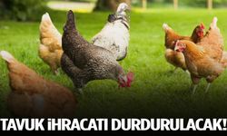 Tavuk ihracatı yarından itibaren durdurulacak!