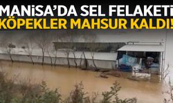 Manisa’da sel felaketi! Köpekler mahsur kaldı…