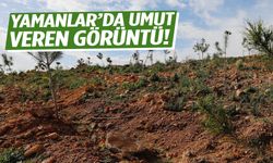 Yamanlar orman yangını sonrası yeniden yeşeriyor