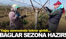 Manisa’da yağışa teslim olan bağlar yeniden canlandı