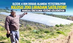 İlçede 4 bin dekar alanda yetiştiriliyor… Kilosu 200 liradan satılıyor!