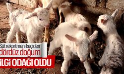 Mahallenin ilgi odağı oldular... Süt rekortmeninden dördüz doğum