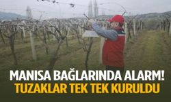 Manisa bağlarında alarm! Tuzaklar tek tek kuruldu