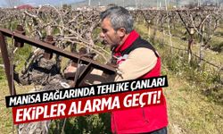 Manisa bağlarında tehlike çanları! Ekipler alarma geçti