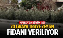 Manisa’da 70 liraya zeytin fidanı veriliyor! Yoğun ilgi var…