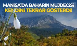 Manisa'da baharın müjdecisi kendini tekrar gösterdi!