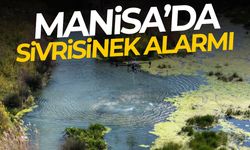 Manisa’da sivrisinek alarmı