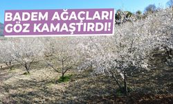 Manisa’da badem ağaçları göz kamaştırdı!